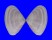 DONACIDAE DONAX DELTOIDES shell