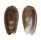 OLIVIDAE OLIVA DACTYLIOLA shell