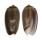 OLIVIDAE OLIVA DACTYLIOLA shell