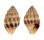 MITRIDAE VEXILLUM CANCELLARIOIDES shell