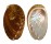 HALIOTIDAE HALIOTIS SQUAMATA shell