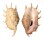 STROMBIDAE LAMBIS WHEELWRIGHTI shell
