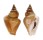 STROMBIDAE STROMBUS CANARIUM shell
