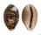 CYPRAEIDAE CYPRAEA VITELLUS shell