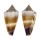 CONIDAE CONUS MURICULATUS shell