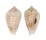 CONIDAE CONUS BOETICUS  shell