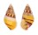 LANDSNAIL AMPHIDROMUS QUADRASI shell