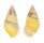 LANDSNAIL AMPHIDROMUS QUADRASI shell