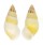 LANDSNAIL AMPHIDROMUS QUADRASI shell