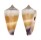 CONIDAE CONUS MURICULATUS shell