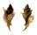 MURICIDAE TYPHIS MONTFORTI shell