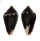TURRIDAE MITROMORPHA ATRAMENTOSA shell