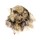 GRYPHAEIDAE PARAHYOTISSA IMBRICATA shell