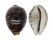 CYPRAEIDAE CYPRAEA TIGRIS shell