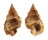 BURSIDAE BURSA GRANULARIS shell