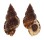 BURSIDAE BURSA GRANULARIS shell
