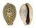 CYPRAEIDAE EROSARIA TURDUS WINCKWORTHI shell