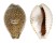 CYPRAEIDAE EROSARIA TURDUS WINCKWORTHI shell