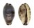 CYPRAEIDAE PURPURADUSTA GRACILIS NOTATA shell