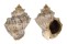 MURICIDAE THAISELLA LACERA shell