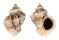 MURICIDAE THAISELLA LACERA shell