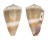 CONIDAE CONUS LIVIDUS shell