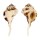 RANELLIDAE RANULARIA EXILE shell