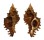 MURICIDAE CHICOREUS TORREFACTUS shell