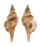 RANELLIDAE TURRITRITON TENUILIRATUM shell