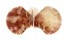 PECTINIDAE CRYPTOPECTEN NUX shell