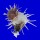 SPONDYLIDAE SPONDYLUS IMPERIALIS shell