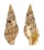 COLUBRARIIDAE COLUBRARIA CEYLONENSIS shell