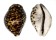 CYPRAEIDAE CYPRAEA TIGRIS shell
