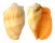 VOLUTIDAE MELO BRODERIPII shell