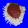 SPONDYLIDAE SPONDYLUS VARIANS shell
