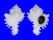 MURICIDAE CHICOREUS CICHOREUM shell