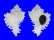 MURICIDAE CHICOREUS CICHOREUM shell