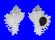 MURICIDAE CHICOREUS CICHOREUM shell