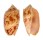 VOLUTIDAE CYMBIOLA VESPERTILIO shell