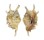STROMBIDAE LAMBIS MILLEPEDA shell