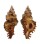 MURICIDAE CHICOREUS STRIGATUS shell