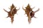 MURICIDAE CHICOREUS AXICORNIS shell