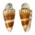 CONIDAE CONUS VITULINUS shell