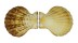 PECTINIDAE COMPTOPALLIUM RADULA shell
