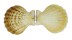 PECTINIDAE COMPTOPALLIUM RADULA shell