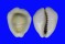 CYPRAEIDAE MONETARIA MONETA shell