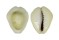 CYPRAEIDAE MONETARIA MONETA shell
