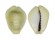 CYPRAEIDAE MONETARIA MONETA shell