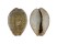 CYPRAEIDAE EROSARIA OCELLATA shell