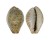 CYPRAEIDAE EROSARIA OCELLATA shell